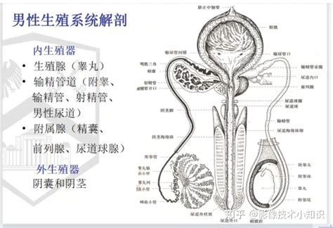 男性生殖器|男性器